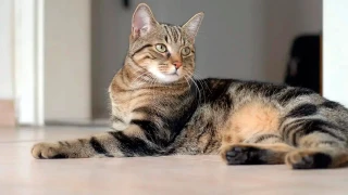 Detector de dor em gatos: a IA japonesa que descobre se seu gato está com dor.